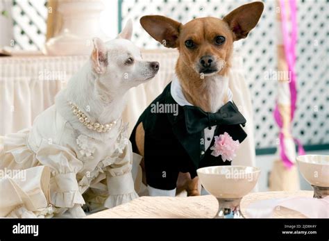 papi and chloe|beverly hills chihuahua rachel.